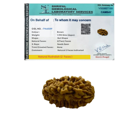 2 Mukhi Rudraksha
