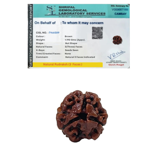 3 Mukhi Rudraksha