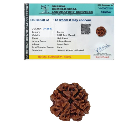 4 Mukhi Rudraksha